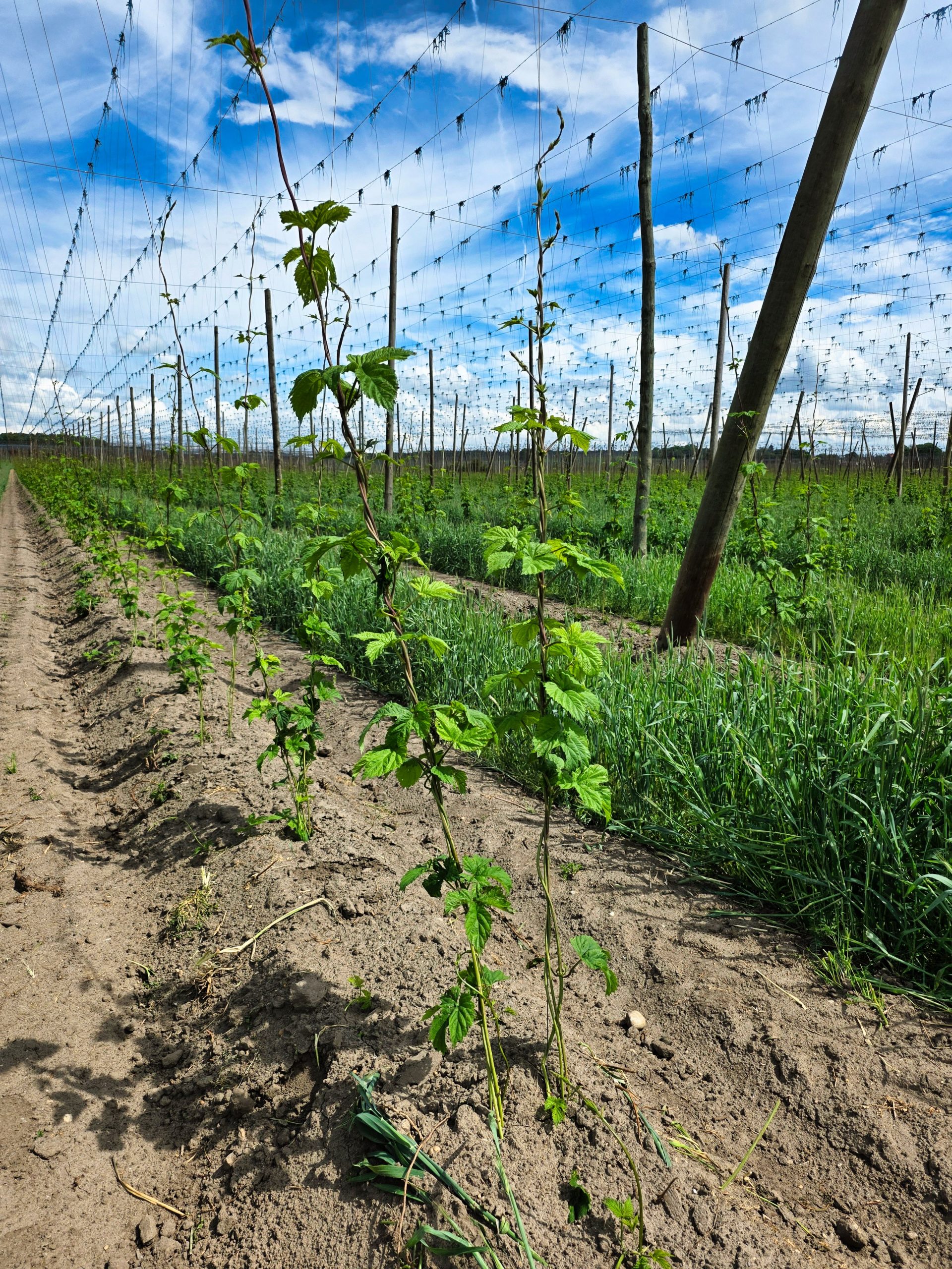 Hopfenfelder und sanfte Hügel der Hallertau rund um Abensberg – das weltgrößte zusammenhängende Hopfenanbaugebiet
